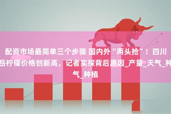 配资市场最简单三个步骤 国内外“两头抢”！四川安岳柠檬价格创新高，记者实探背后原因_产量_天气_种植