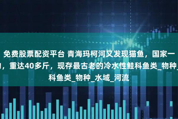 免费股票配资平台 青海玛柯河又发现猫鱼，国家一级保护动物，重达40多斤，现存最古老的冷水性鲑科鱼类_物种_水域_河流